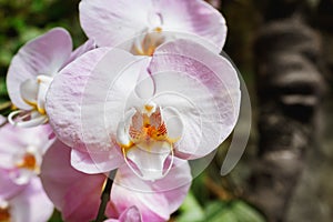 Beautiful pink orchid branch variety Phalaenopsis Sanderiana