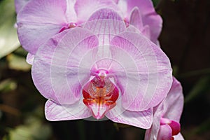 Beautiful pink orchid branch variety Phalaenopsis Sanderiana