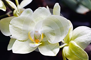 Beautiful pink orchid branch variety Phalaenopsis Sanderiana