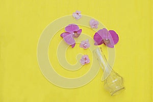 Beautiful Pink Orchid Flower Glass Vase Isolated on Yellow Background Copy Space