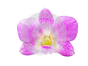 Beautiful pink orchid flower isolated on white background