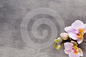 Beautiful pink orchid on a gray background photo