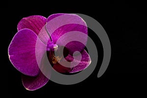 Beautiful pink orchid isolated against dark black background