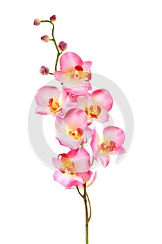 Bellissimo rosa orchidea su bianco 