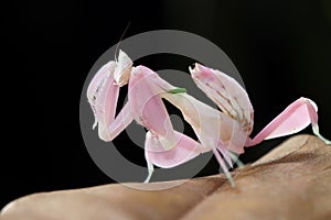 Beautiful Pink Orchid mantis on dry leaves with isolated backgroun