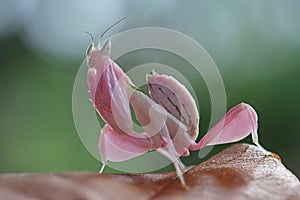 Beautiful Pink Orchid mantis on dry leaves with isolated backgroun