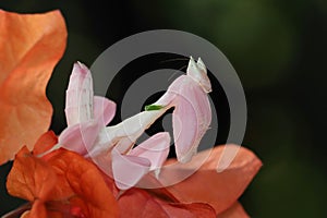 Beautiful Pink Orchid mantis on dry leaves with isolated backgroun