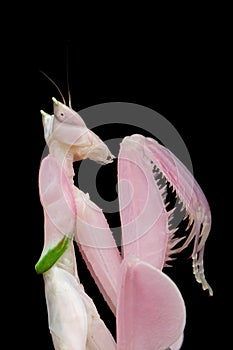 Beautiful Pink Orchid mantis on flower with Black background