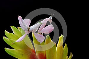 Beautiful Pink Orchid mantis on flower with isolated backgroun