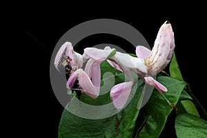 Beautiful Pink Orchid mantis on flower with isolated background