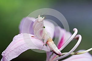 Beautiful Pink Orchid mantis on flower with isolated background