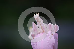 Beautiful Pink Orchid mantis on flower with isolated background