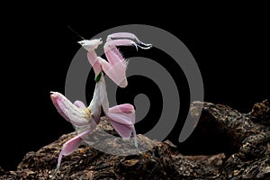 Beautiful Pink Orchid mantis on wood with isolated backgroun