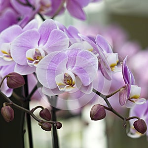 Beautiful pink orchid - phalaenopsis