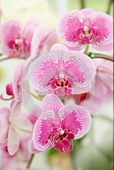 Beautiful pink orchid phalaenopsis