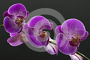 Beautiful pink orchid phalaenopsis on dark background