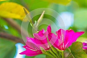 Beautiful pink orchid tree flower (Phanera purpurea) with green leaves background. Phanera purpurea, also khown as orchid tree, pu