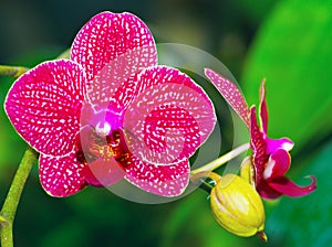 Beautiful pink orchid vanda