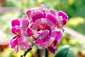 Beautiful Pink Orchids