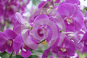 Beautiful Pink Orchids