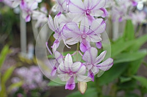 Beautiful pink orchids