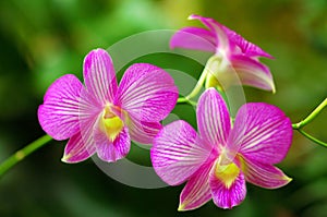 Beautiful Pink Orchids