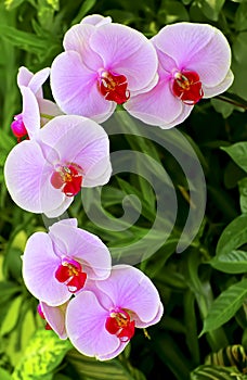 Beautiful pink orchids