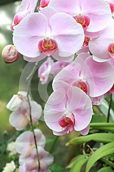 Beautiful pink orchids