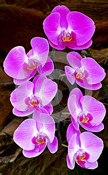 Beautiful pink orchids