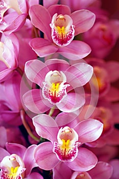 Beautiful Pink Orchids