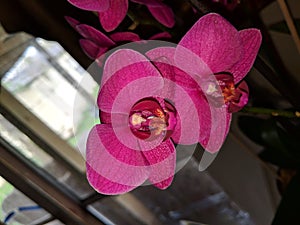 Beautiful pink orchids blossom