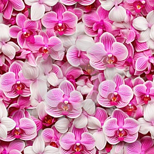 Beautiful Pink Orchids Border for Greeting Card or Lovely Flower Frame