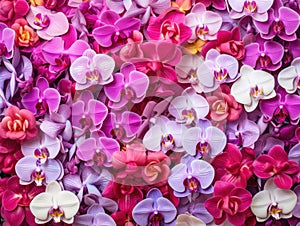 Beautiful Pink Orchids Border for Greeting Card or Lovely Flower Frame