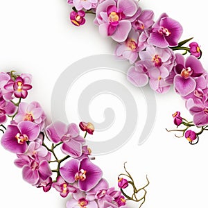 Beautiful Pink Orchids Border for Greeting Card or Lovely Flower Frame