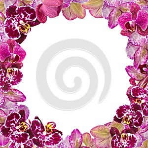 Beautiful Pink Orchids Border for Greeting Card or Lovely Flower Frame