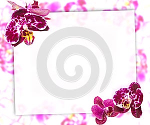 Beautiful Pink Orchids Border for Greeting Card or Lovely Flower Frame