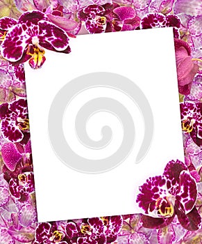 Beautiful Pink Orchids Border for Greeting Card or Lovely Flower Frame