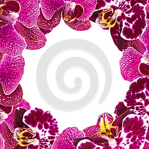 Beautiful Pink Orchids Border for Greeting Card or Lovely Flower Frame