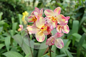 Beautiful pink orchids flower in garden. green background.