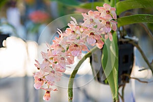 Beautiful pink orchids flower tree