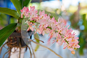 Beautiful pink orchids flower tree