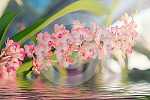Beautiful pink orchids flower tree with water reflection.