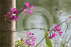 Beautiful pink orchids in a garden