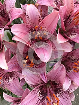 Beautiful pink orchids in the garden