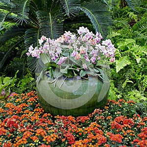 Beautiful pink orchids growing in a pot in tropical Thailand