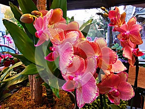 Beautiful pink orchids indoor in the flower pot