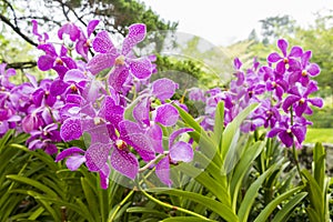 Beautiful pink orchids in Malaysia