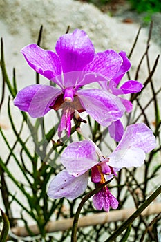 beautiful pink orchids in the morning sun