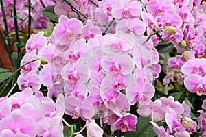 Beautiful pink orchids, phalaenopsis, in green house