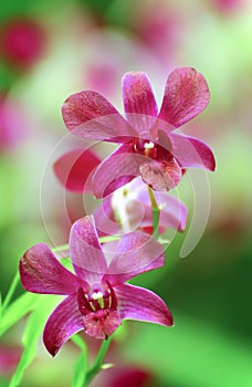 Beautiful pink orchids